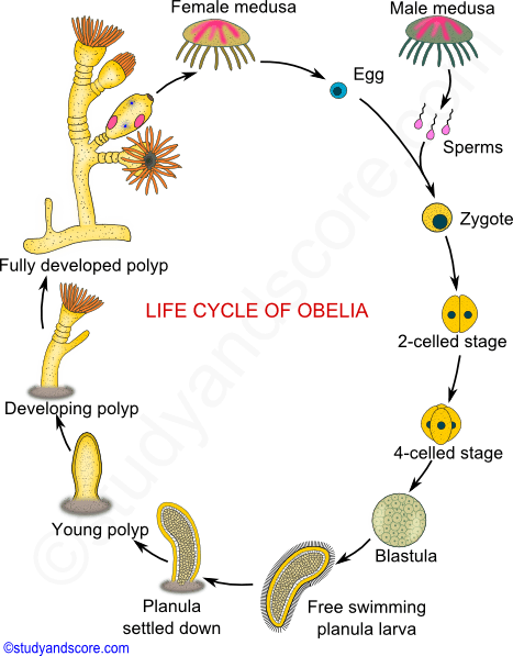 medusa, life cycl of obelia, polyp, planula larva, free